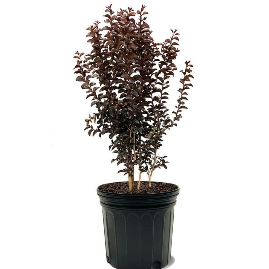 Outdoor Plants * | Wholesale 7 Gal. Purely Purple Crape Myrtle Tree By Black Diamond