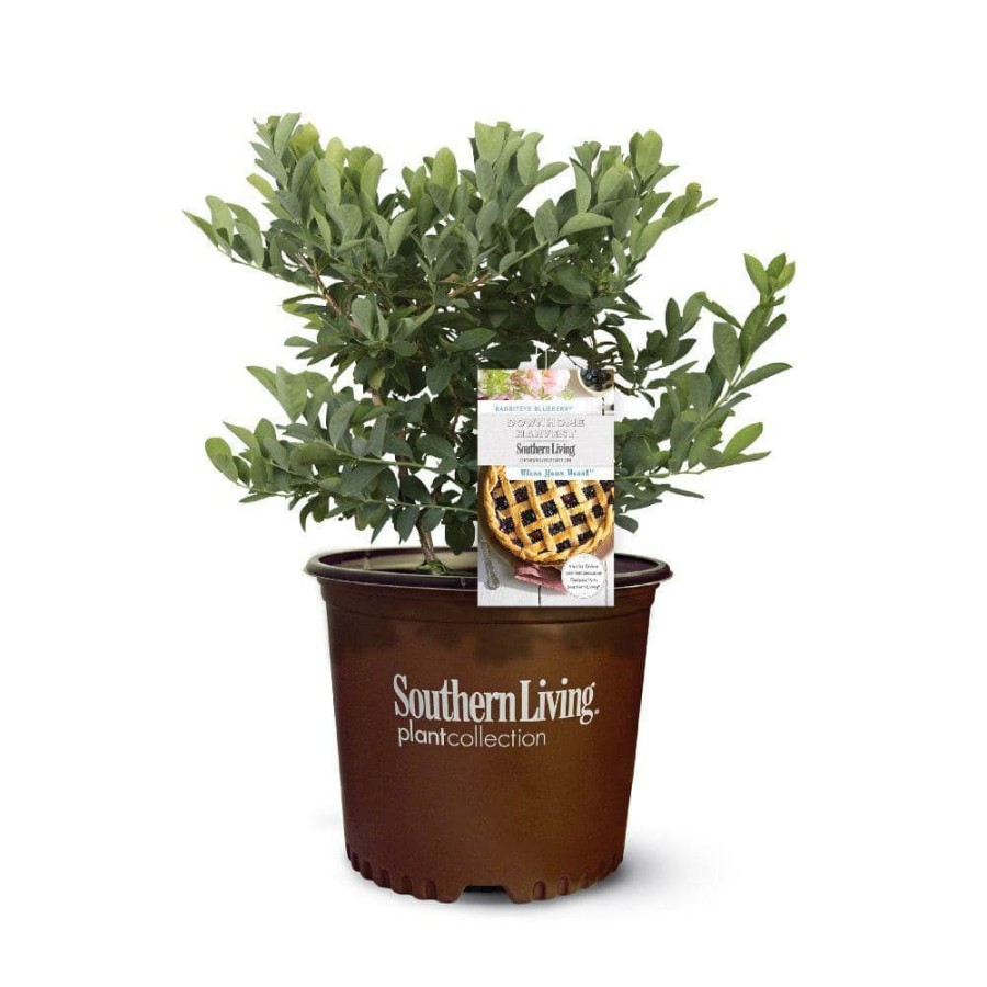 Outdoor Plants * | Outlet 2 Gal. Bless Your Heart Blueberry Plant By Southern Living