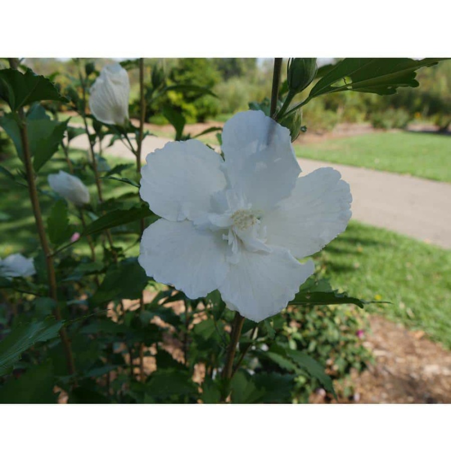 Outdoor Plants * | New 1 Gal. White Pillar Rose Of Sharon (Hibiscus) Live Shrub With White Flowers By Proven Winners