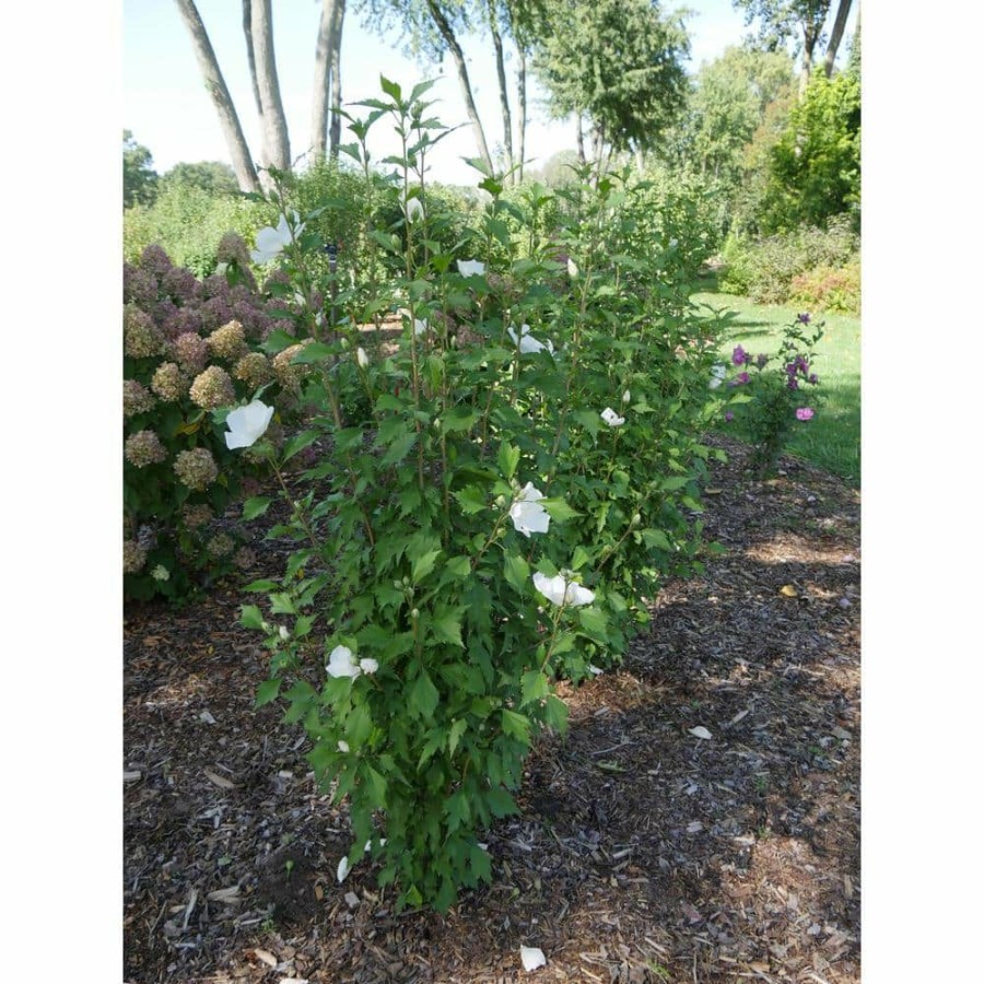 Outdoor Plants * | New 1 Gal. White Pillar Rose Of Sharon (Hibiscus) Live Shrub With White Flowers By Proven Winners