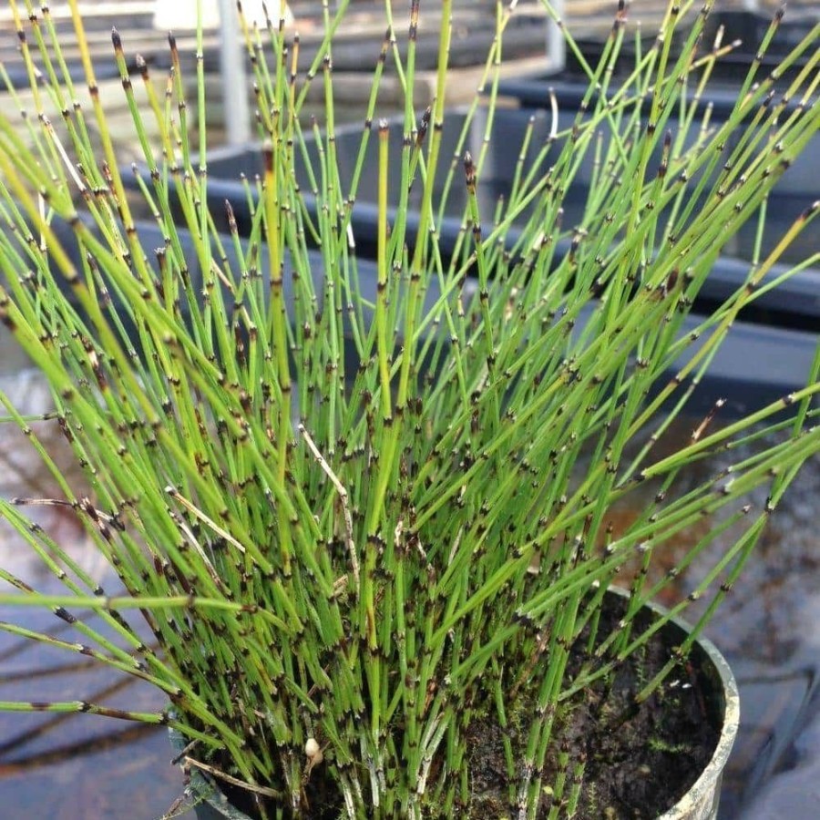 Outdoor Plants * | Discount 4 In. Potted Bog/Marginal Dwarf Horsetail Reed Pond Plant By Unbranded