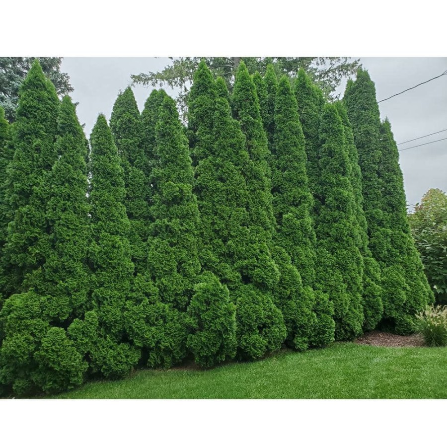 Outdoor Plants * | Outlet 2 Gal. Emerald Green Arborvitae Plant By Cottage Gardens