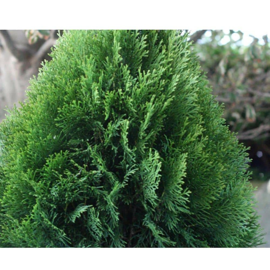 Outdoor Plants * | Outlet 2 Gal. Emerald Green Arborvitae Plant By Cottage Gardens