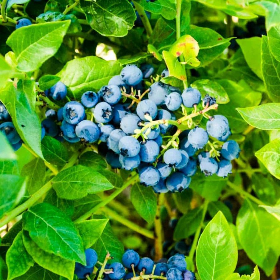 Outdoor Plants * | Best Pirce 2.5 Qt. Northland Blueberry (Vaccinium) Live Deciduous Fruiting Plant Grown In A Pot By Gurney'S