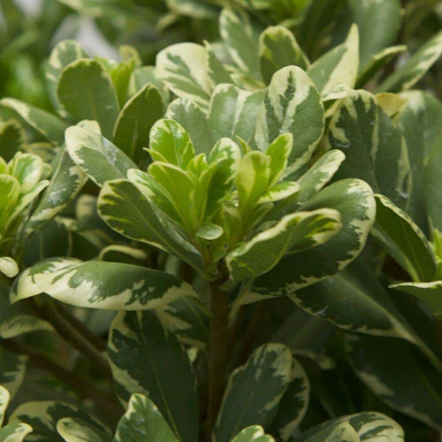 Outdoor Plants * | Cheapest 2.5 Gal Variegated Pittosporum, Live Evergreen Shrub, Green And White Variegated Foliage By Flowerwood