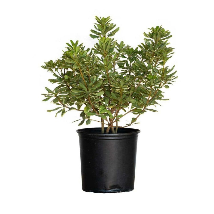 Outdoor Plants * | Cheapest 2.5 Gal Variegated Pittosporum, Live Evergreen Shrub, Green And White Variegated Foliage By Flowerwood