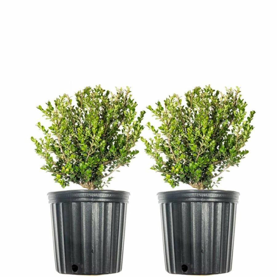 Outdoor Plants * | Promo #1 Wintergreen Boxwood Shrub (2-Pack) By Unbranded