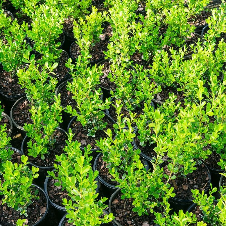 Outdoor Plants * | Promo #1 Wintergreen Boxwood Shrub (2-Pack) By Unbranded