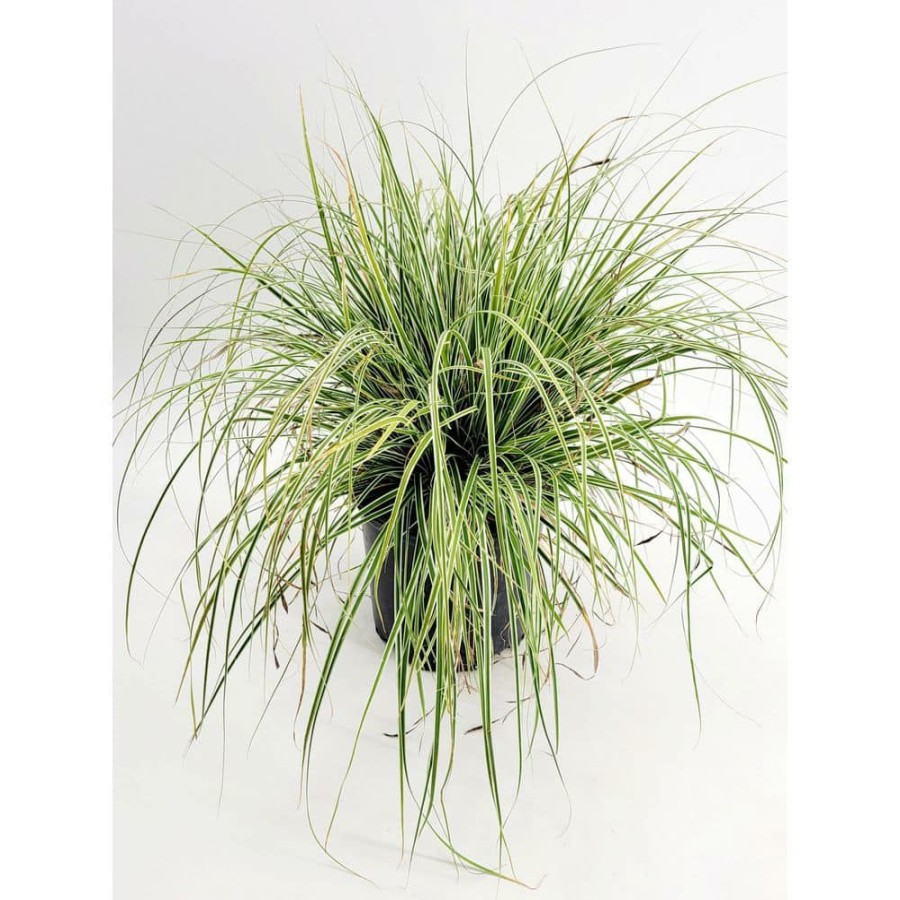 Outdoor Plants * | Best Reviews Of 1 Gal. Everlime Carex Live Ornamental Grass Plant By Bell Nursery