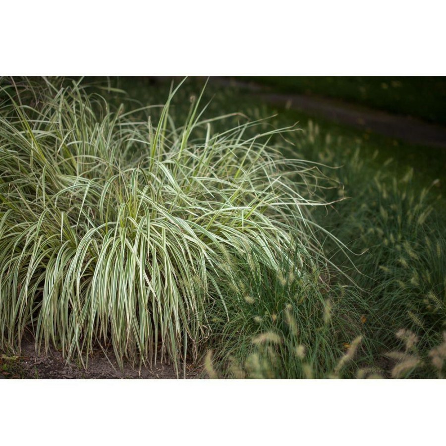 Outdoor Plants * | Best Reviews Of 1 Gal. Everlime Carex Live Ornamental Grass Plant By Bell Nursery