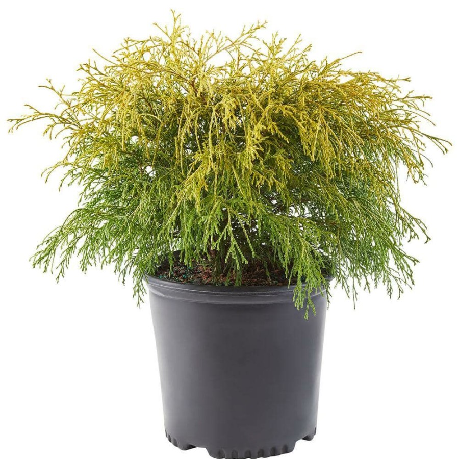 Outdoor Plants * | Best Pirce 2.25 Gal. Gold Mop Cypress Shrub With Golden Foliage By Unbranded