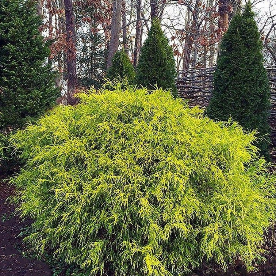 Outdoor Plants * | Best Pirce 2.25 Gal. Gold Mop Cypress Shrub With Golden Foliage By Unbranded