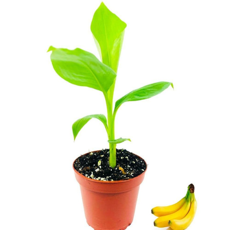 Outdoor Plants * | Coupon Banana Tree Live Plant In A 4 In. Growers Pot Grower'S Choice Based Availability Edible Fruit Bearing Tree By Wekiva Foliage