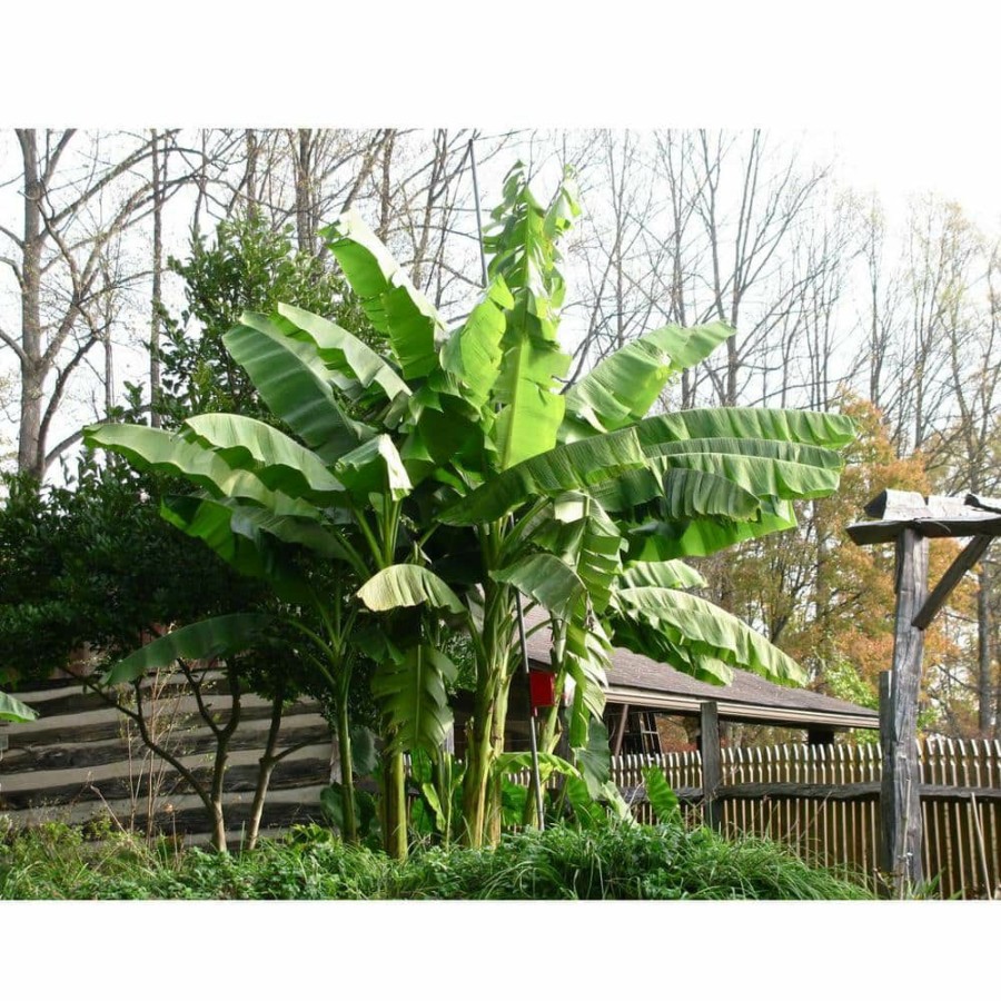 Outdoor Plants * | Coupon Banana Tree Live Plant In A 4 In. Growers Pot Grower'S Choice Based Availability Edible Fruit Bearing Tree By Wekiva Foliage