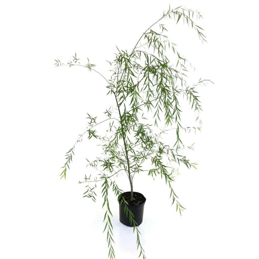 Outdoor Plants * | Deals 2.25 Gal. Deciduous Weeping Willow Tree By National Plant Network