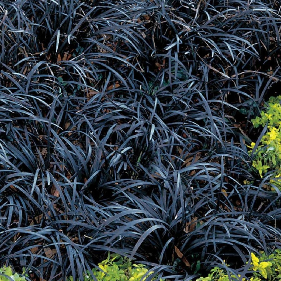 Outdoor Plants * | Hot Sale 1 Gal. Black Mondo Grass Striking Dark Color Contrasts Beautifully Against Green And Purple Plants By Online Orchards