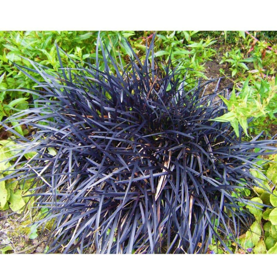 Outdoor Plants * | Hot Sale 1 Gal. Black Mondo Grass Striking Dark Color Contrasts Beautifully Against Green And Purple Plants By Online Orchards