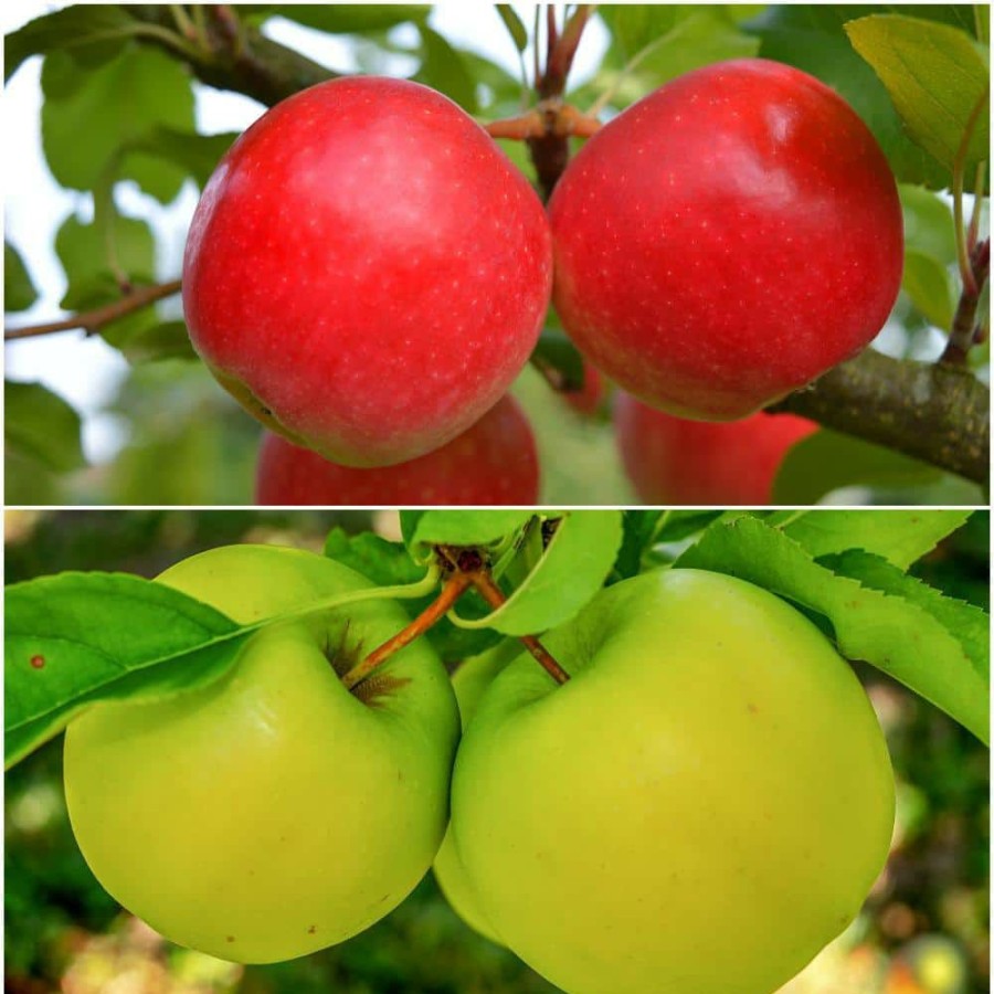 Outdoor Plants * | New Double Apple Twist Tree Bare Root By Online Orchards