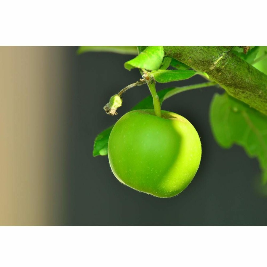 Outdoor Plants * | New Double Apple Twist Tree Bare Root By Online Orchards