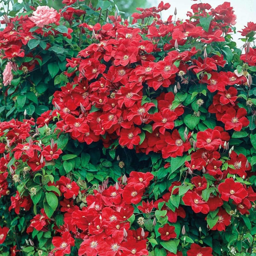 Outdoor Plants * | Top 10 4 In. Pot Rouge Cardinal Clematis Vine, Live Perennial Plant, Red Flowers (1-Pack) By Spring Hill Nurseries