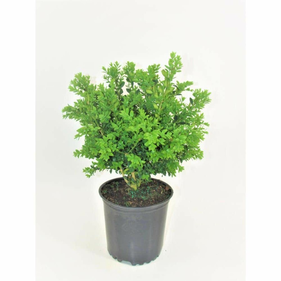 Outdoor Plants * | Top 10 1 Gal. Green Velvet Boxwood (Buxus) Live Evergreen Shrub By Bell Nursery