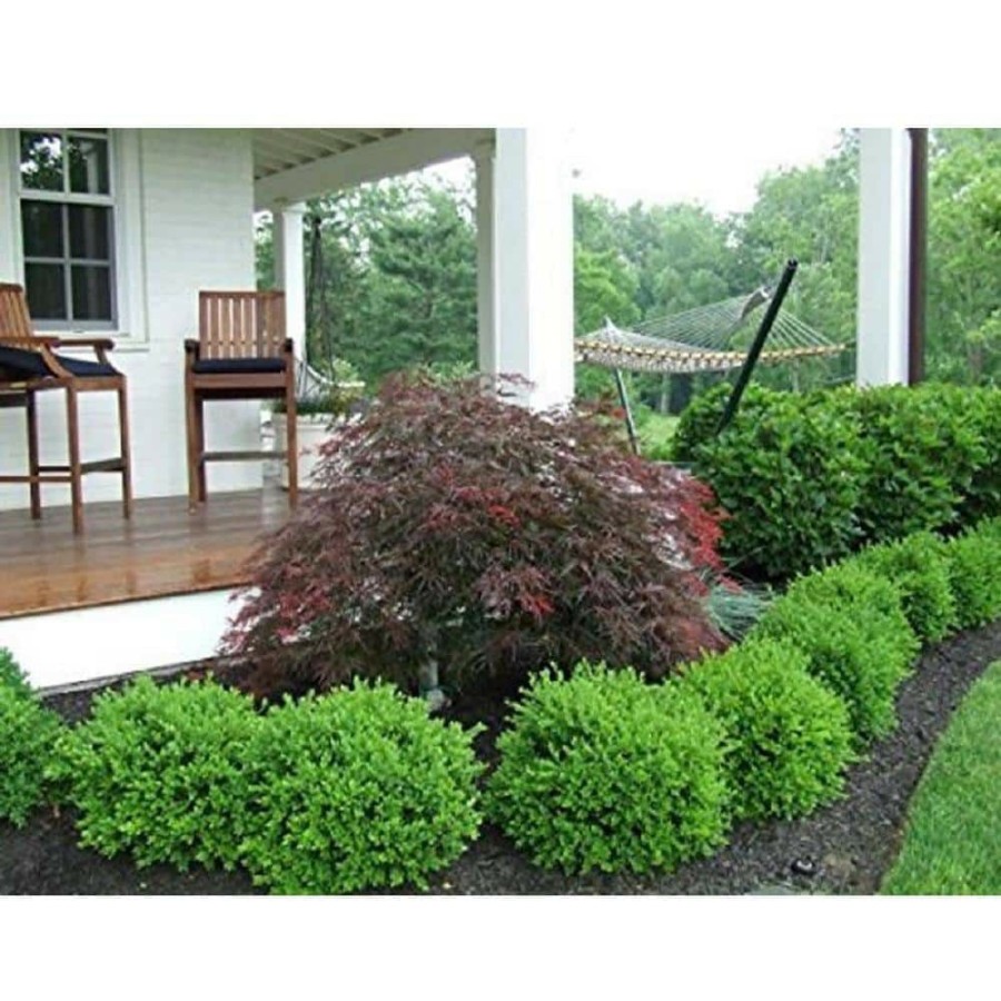 Outdoor Plants * | Top 10 1 Gal. Green Velvet Boxwood (Buxus) Live Evergreen Shrub By Bell Nursery