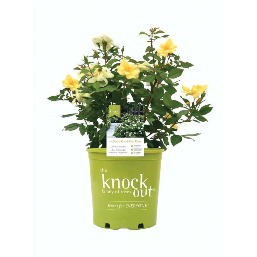 Outdoor Plants * | New 3 Gal. Yellow The Sunny Knock Out Rose Bush With Yellow Flowers