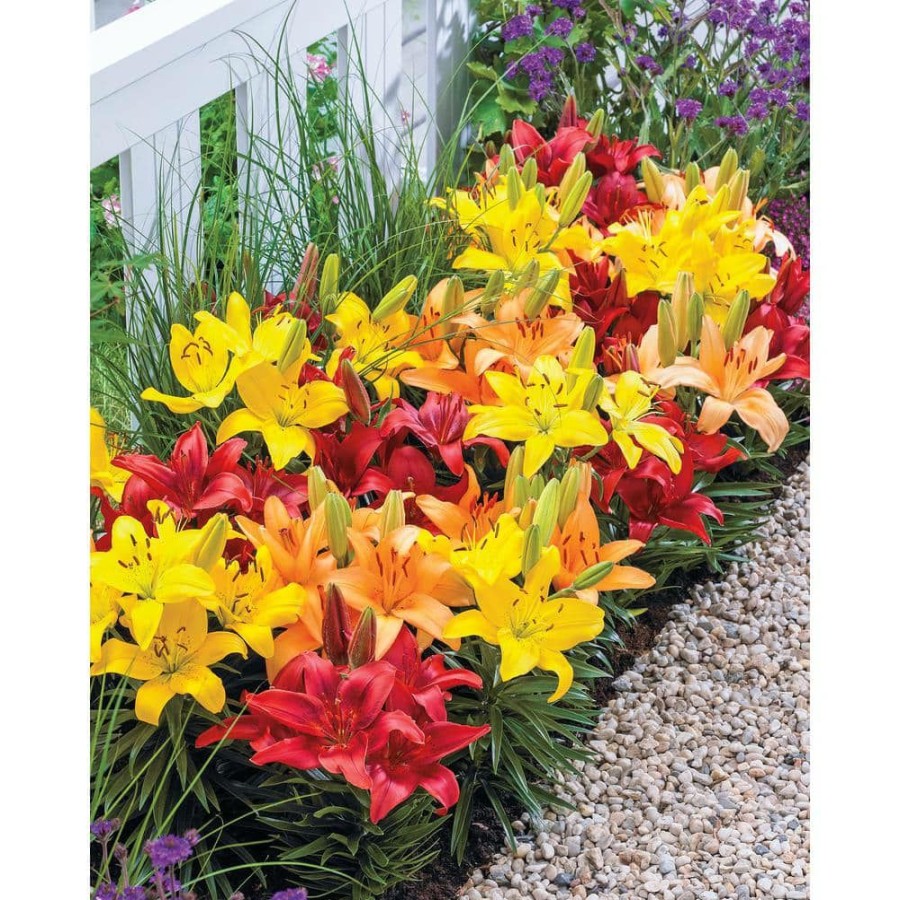 Outdoor Plants * | Cheapest Asiatic Lily Dwarf Varieties Mix (15-Pack) By Breck'S