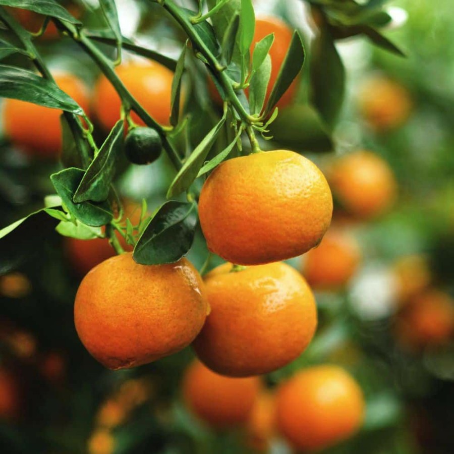 Outdoor Plants * | Outlet 3 Gal. Mandarin Clementine Evergreen Tree By Alder & Oak