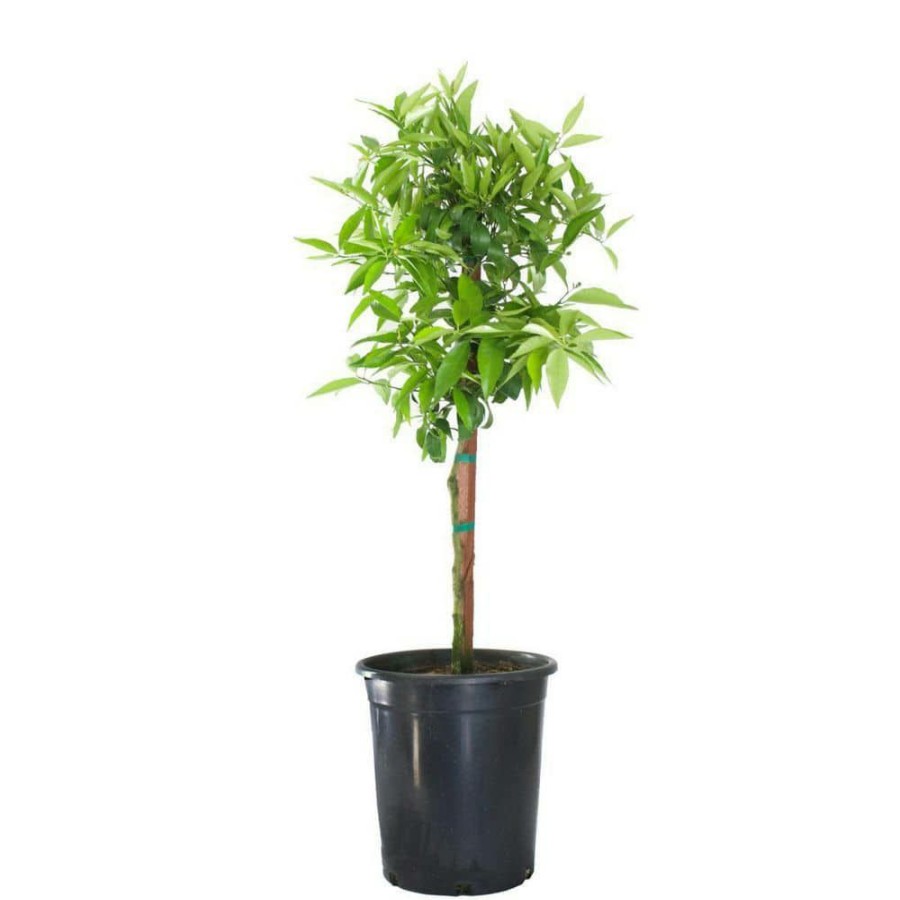 Outdoor Plants * | Outlet 3 Gal. Mandarin Clementine Evergreen Tree By Alder & Oak