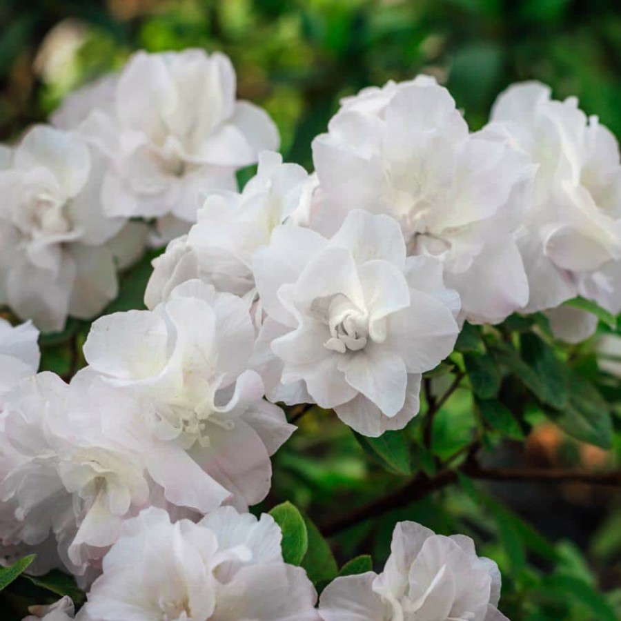 Outdoor Plants * | Budget 2.5 Qt. Azalea Hardy Gardenia Flowering Shrub With White Blooms By National Plant Network