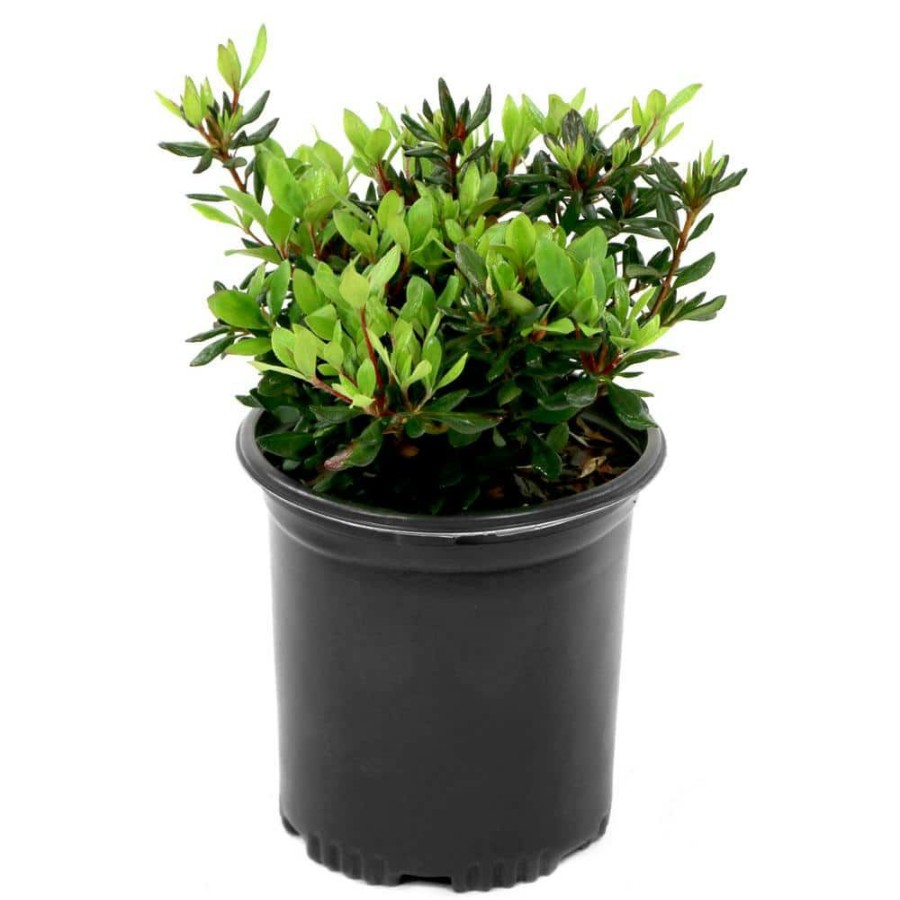 Outdoor Plants * | Budget 2.5 Qt. Azalea Hardy Gardenia Flowering Shrub With White Blooms By National Plant Network