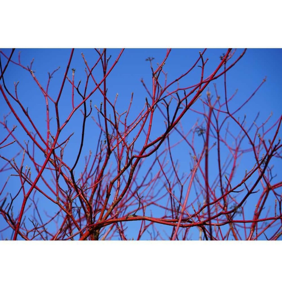 Outdoor Plants * | Best Pirce 1 Gal. Red Twig Dogwood Shrub Gorgeous Fireyred Winter Stems And Huge White Spring Flowers By Online Orchards