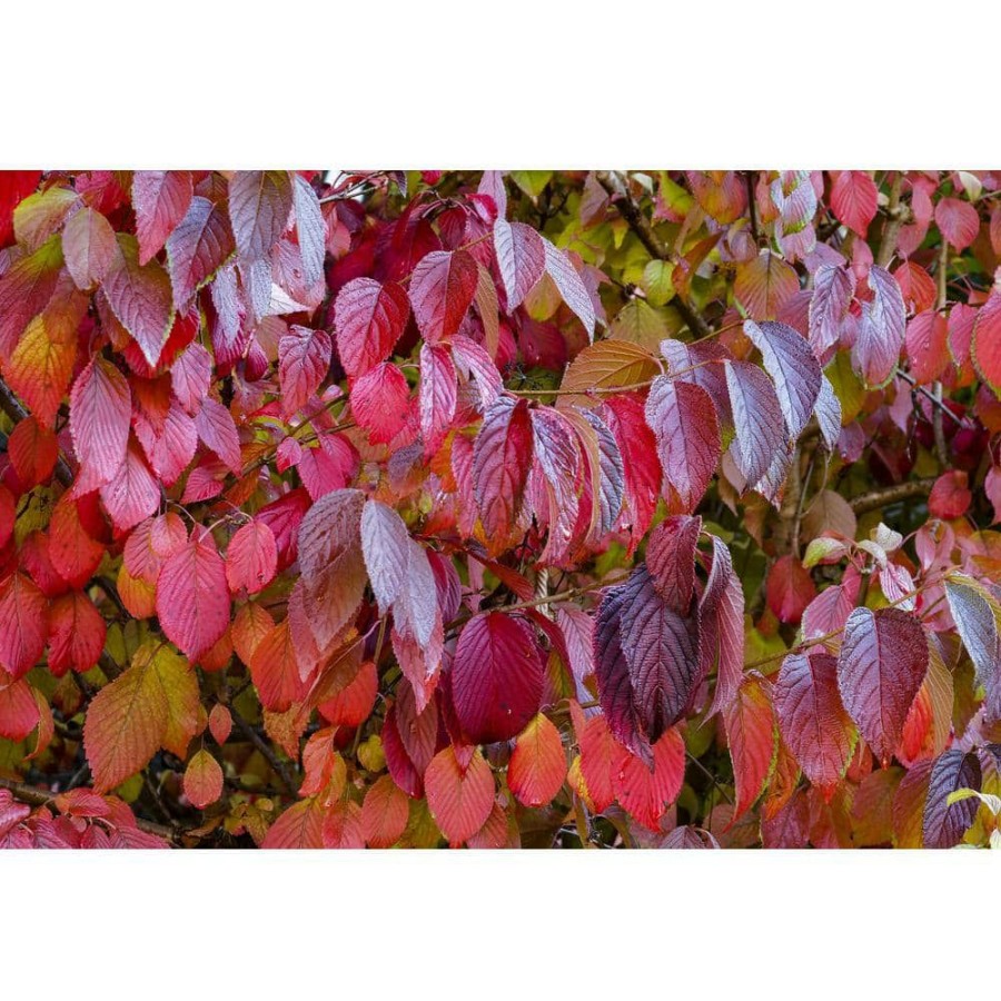 Outdoor Plants * | Best Pirce 1 Gal. Red Twig Dogwood Shrub Gorgeous Fireyred Winter Stems And Huge White Spring Flowers By Online Orchards