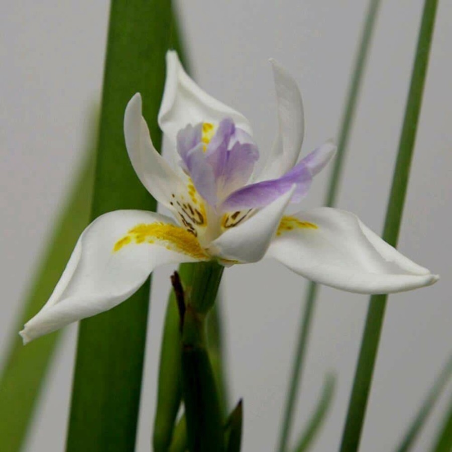 Outdoor Plants * | Top 10 2.5 Qt. White African Iris With White Blooms Featuring Yellow And Purple Highlights, Live Evergreen Plant By Flowerwood