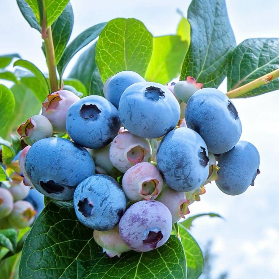 Outdoor Plants * | New #1 Pot Powder Blue Rabbiteye Blueberry Fruit-Bearing Plant By Unbranded