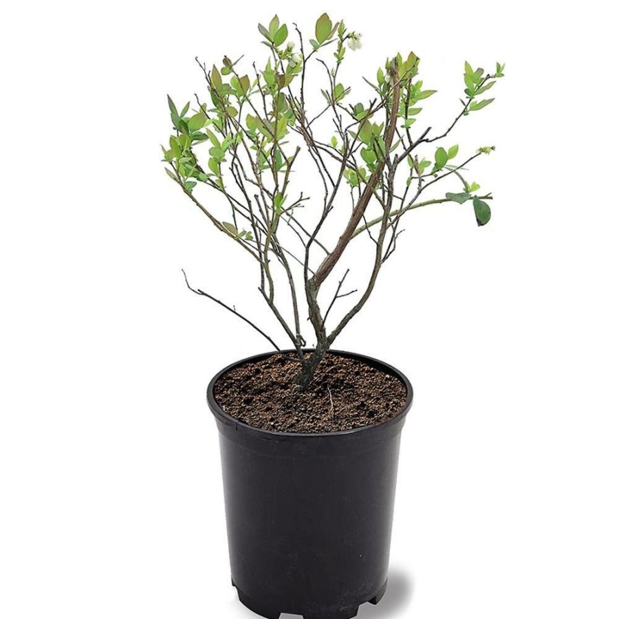 Outdoor Plants * | New #1 Pot Powder Blue Rabbiteye Blueberry Fruit-Bearing Plant By Unbranded