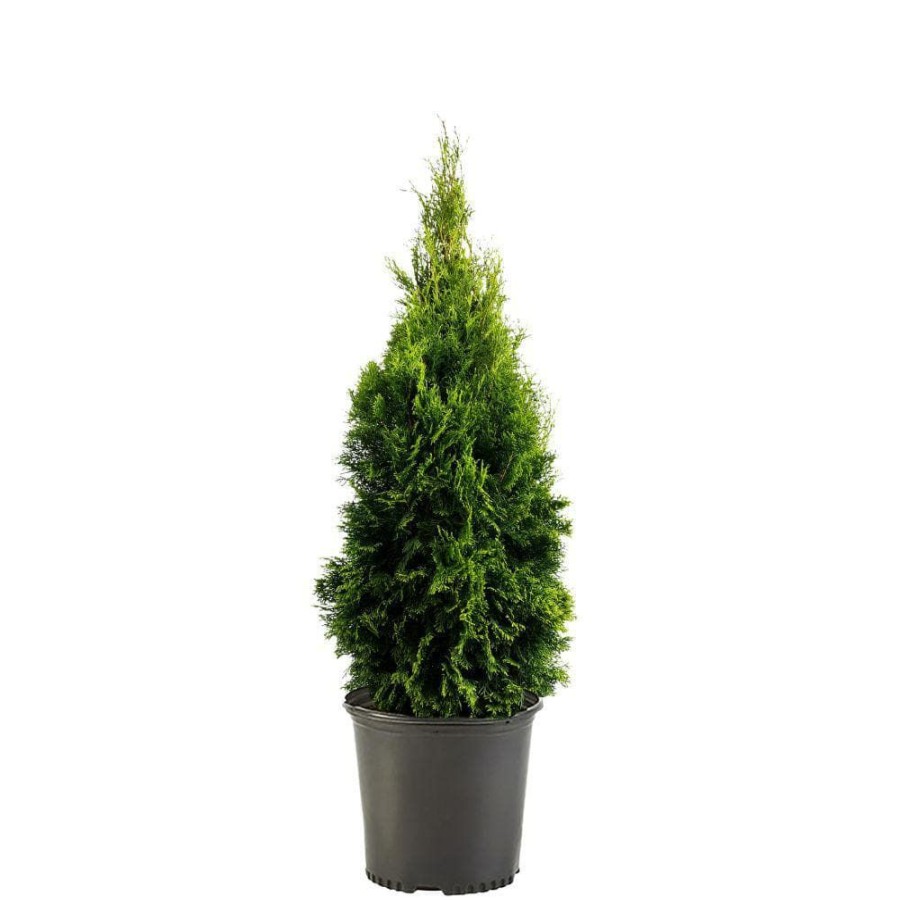 Outdoor Plants * | Deals 1 Gal. Emerald Green Arborvitae Shrub With Green Foliage By Unbranded