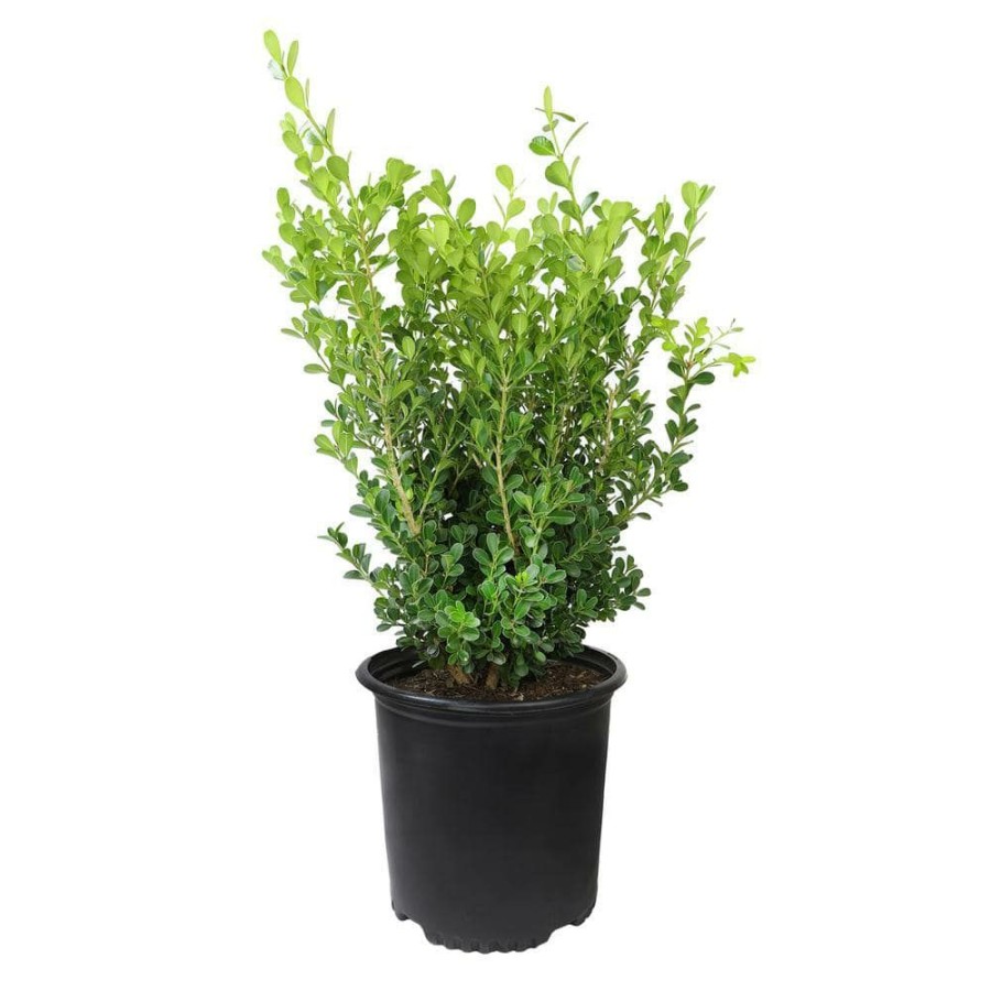 Outdoor Plants * | Best Reviews Of 3G Japanese Boxwood Shrub (Buxus Japonica) Single By Altman Plants