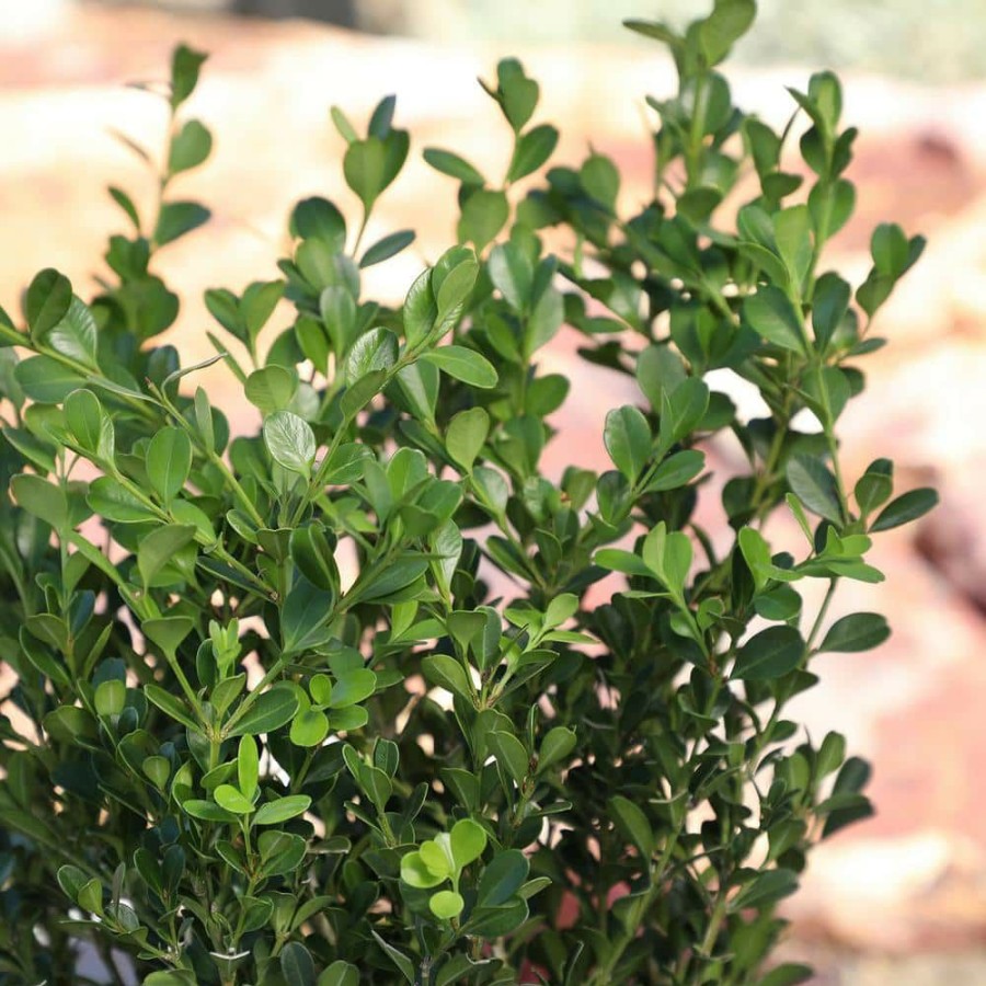 Outdoor Plants * | Best Reviews Of 3G Japanese Boxwood Shrub (Buxus Japonica) Single By Altman Plants