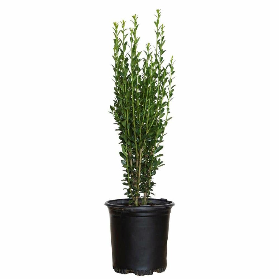 Outdoor Plants * | Brand New 2.5 Qt. Sky Pencil Japanese Holly(Ilex), Live Plant, Upright Growth Habit By Flowerwood