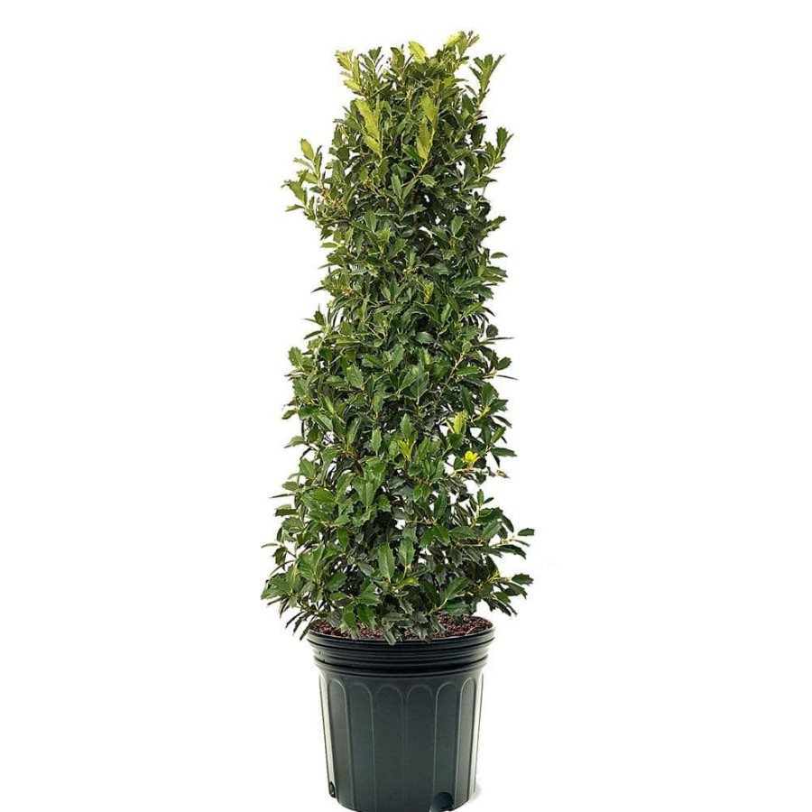 Outdoor Plants * | Buy #7 Pot Oak Leaf Holly Tree By Unbranded