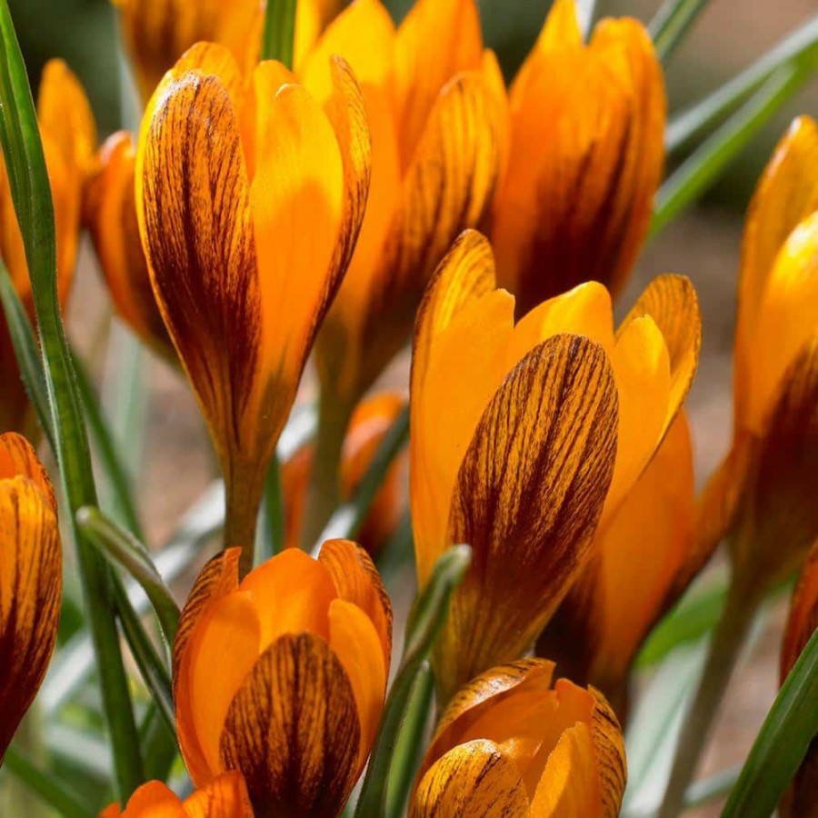 Outdoor Plants * | Wholesale Crocus Bulbs Orange Monarch (Set Of 25) By Van Zyverden