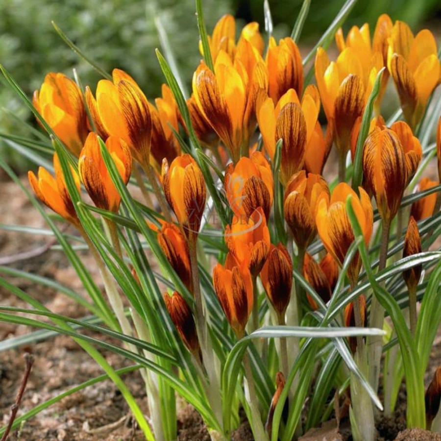 Outdoor Plants * | Wholesale Crocus Bulbs Orange Monarch (Set Of 25) By Van Zyverden