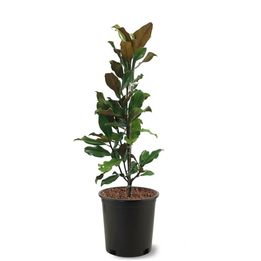 Outdoor Plants * | Wholesale 3 Gal. Bracken'S Brown Beauty Southern Magnolia Tree By Unbranded