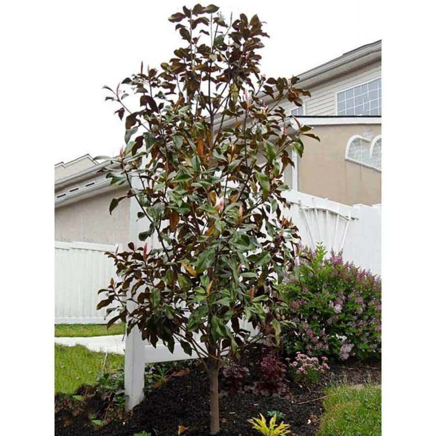 Outdoor Plants * | Wholesale 3 Gal. Bracken'S Brown Beauty Southern Magnolia Tree By Unbranded