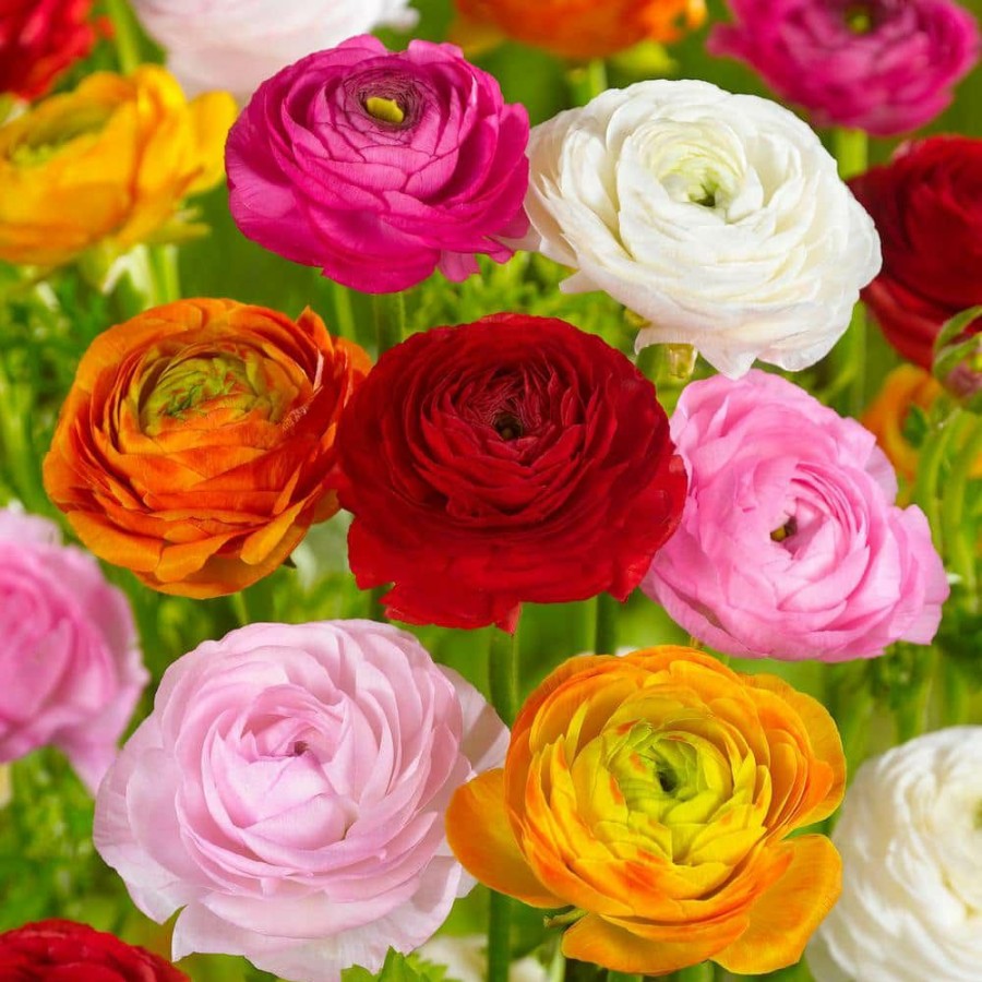 Outdoor Plants * | Best Reviews Of 6/7 Cm Ranunculus Bulbs Mixed (Bag Of 50) By Garden State Bulb