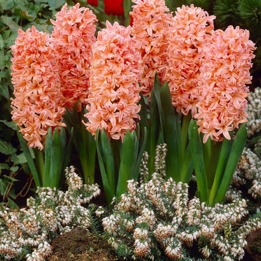 Outdoor Plants * | Wholesale Hyacinths Gipsy Queen Set Of 10 Bulbs By Van Zyverden