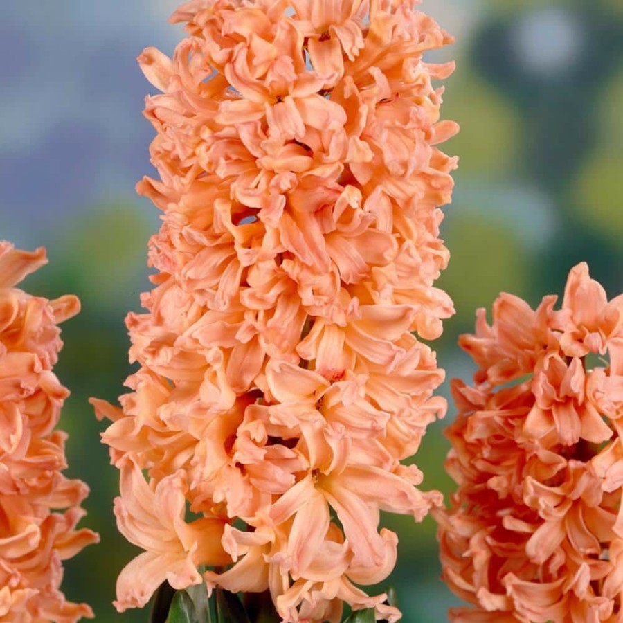 Outdoor Plants * | Wholesale Hyacinths Gipsy Queen Set Of 10 Bulbs By Van Zyverden