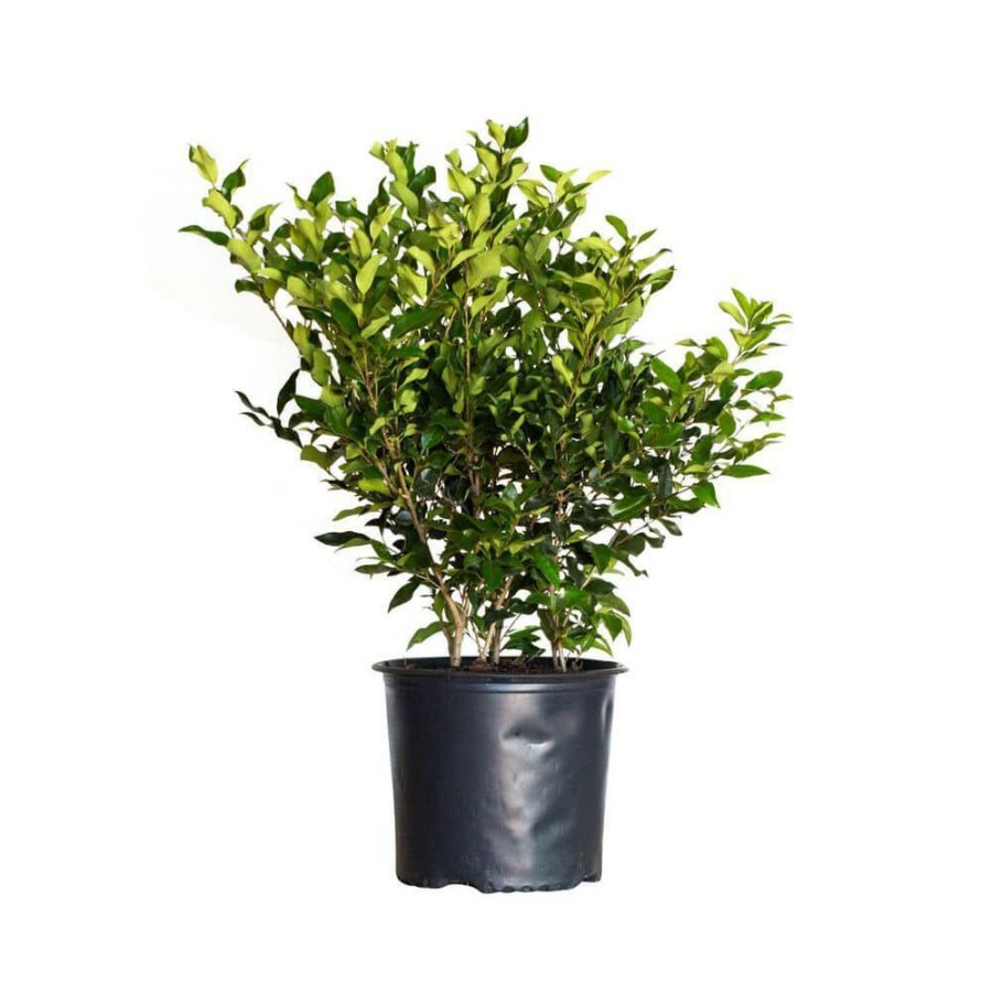 Outdoor Plants * | Deals 2.5 Gal Wavy Leaf Ligustrum Recurvifolia, Evergreen Shrub, Creamy-White Flowers By Flowerwood